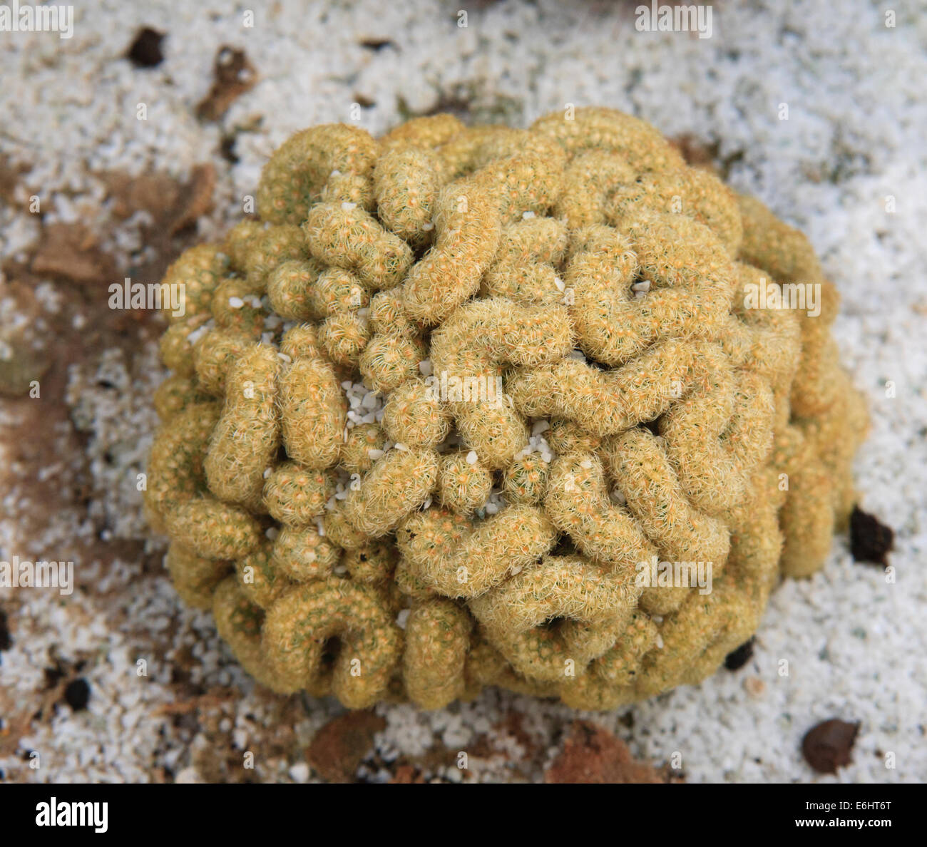 Cervello cactus (Mammillaria elongata) Foto Stock