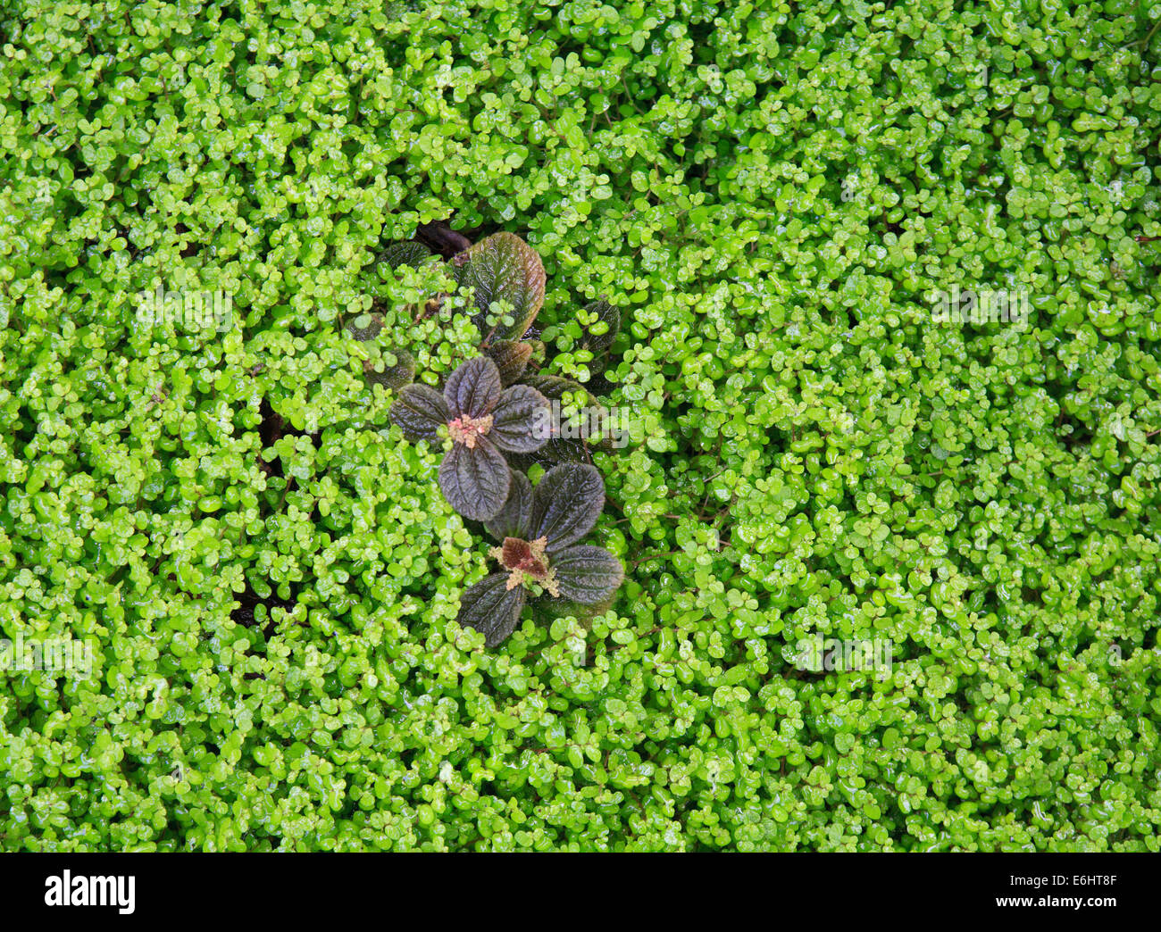 Terra verde la copertura di piccole foglie. Foto Stock