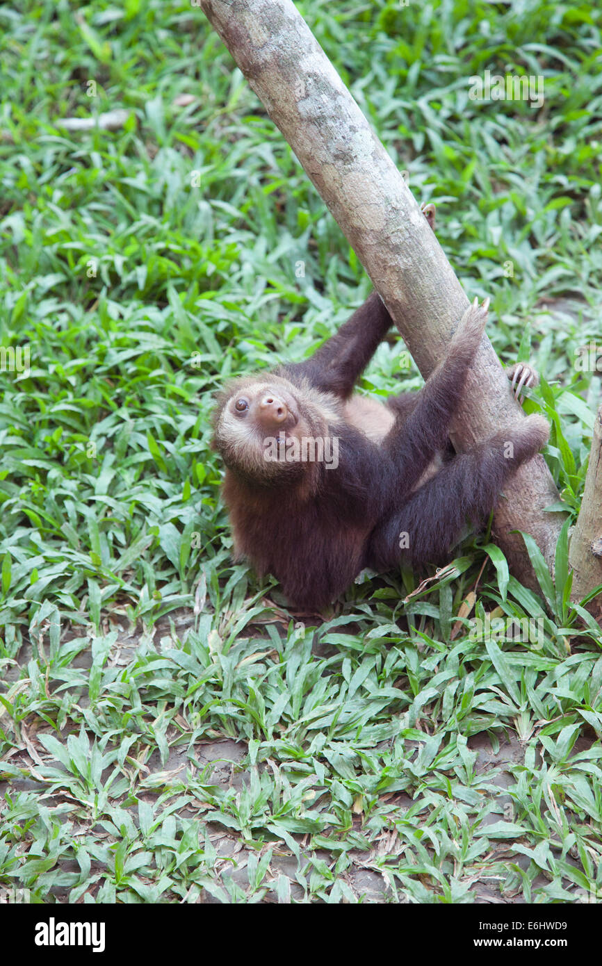 L'orfano di Sloth (Choloepus hoffmanni) a due punte di Baby Hoffmann che si arrampica sull'albero nel Santuario di Sloth in Costa Rica Foto Stock