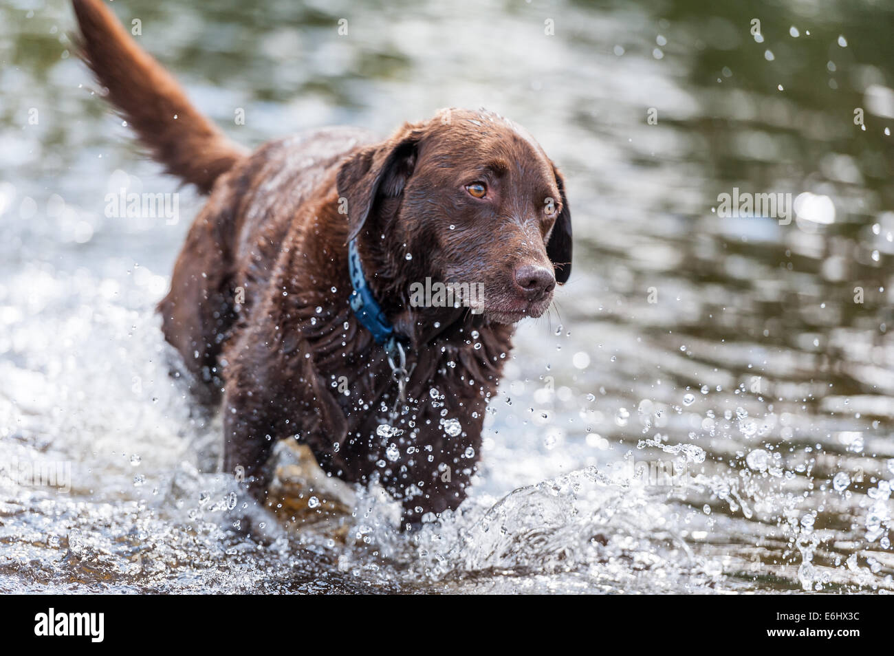 Il labrador in esecuzione attraverso l'acqua nel fiume wharfe a Bolton Abbey. Foto Stock