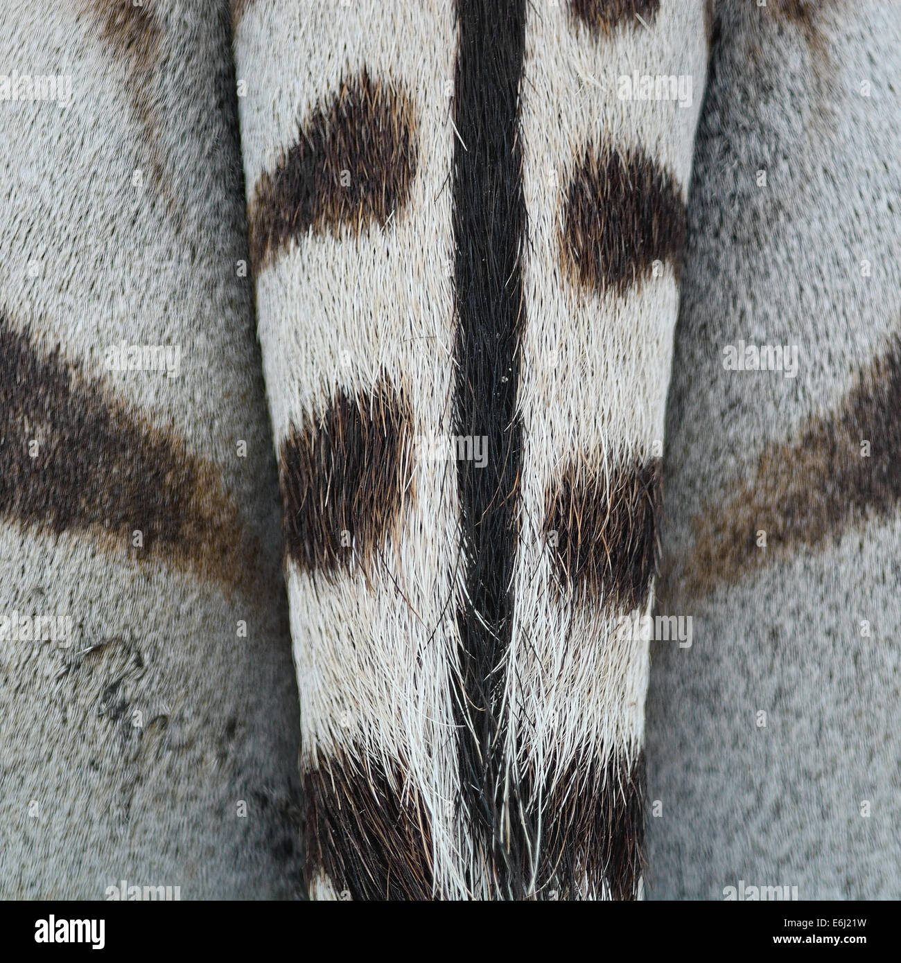 Pelle di animale, comune o Zebra Burchell's Zebra (Equus burchelli), striped texture di sfondo Foto Stock