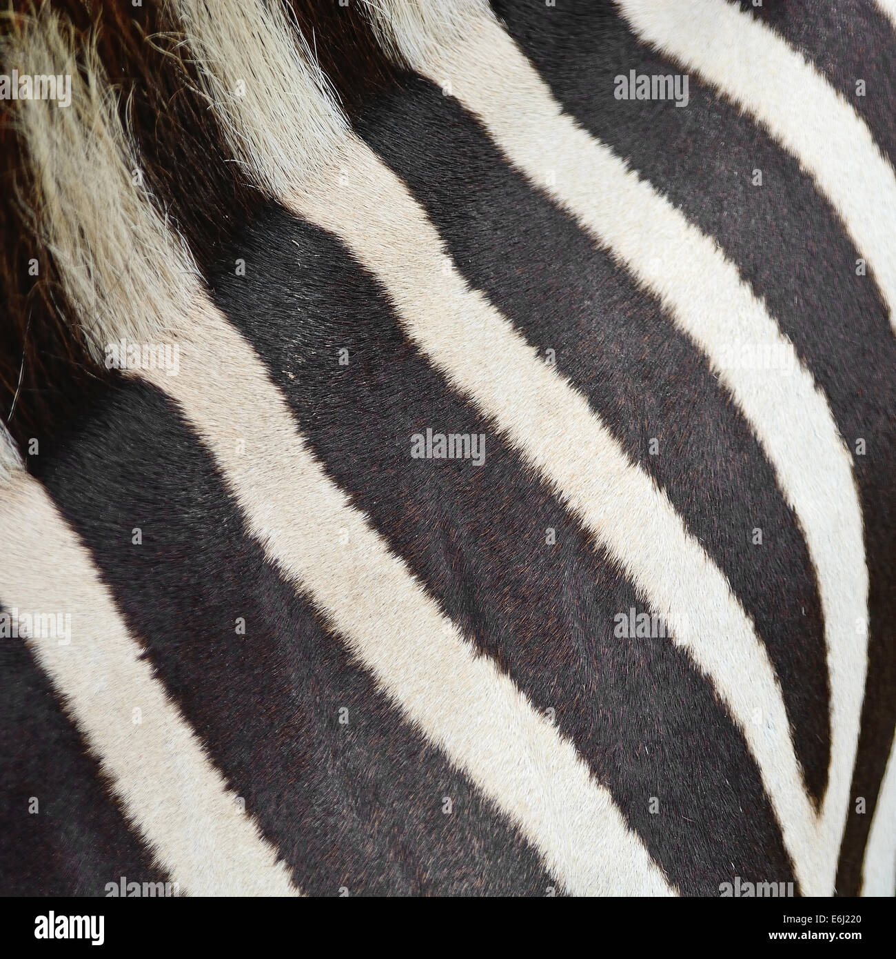 Pelle di animale, comune o Zebra Burchell's Zebra (Equus burchelli), striped texture di sfondo Foto Stock