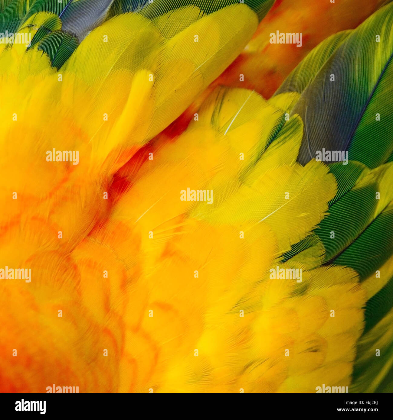 Colorato di giallo e arancione piume di uccelli, Sun Conure piume sfondo texture Foto Stock