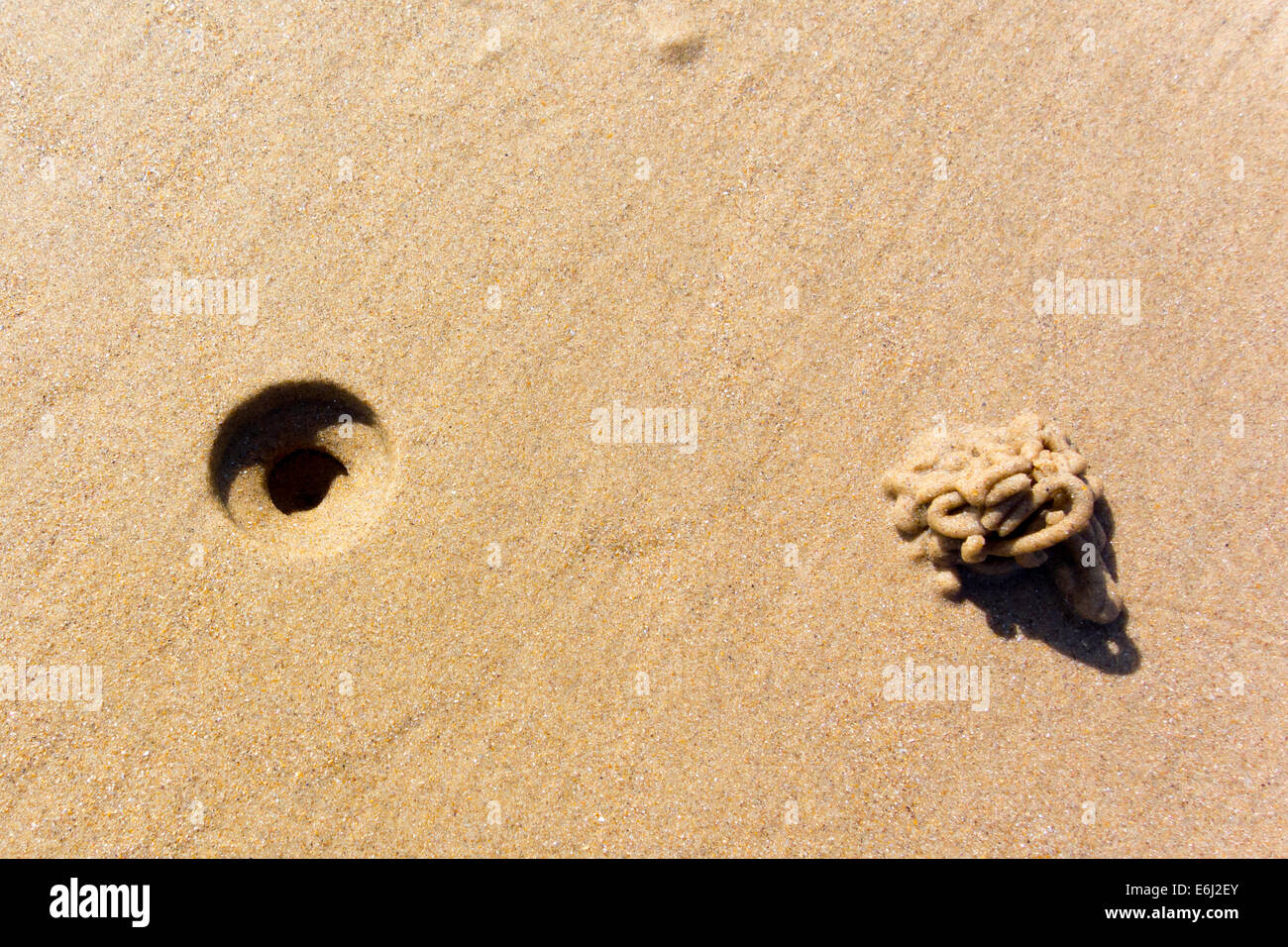 Getti avvolto da un lugworm o Sandworm Arenicola marina su una spiaggia in Inghilterra, Regno Unito Foto Stock