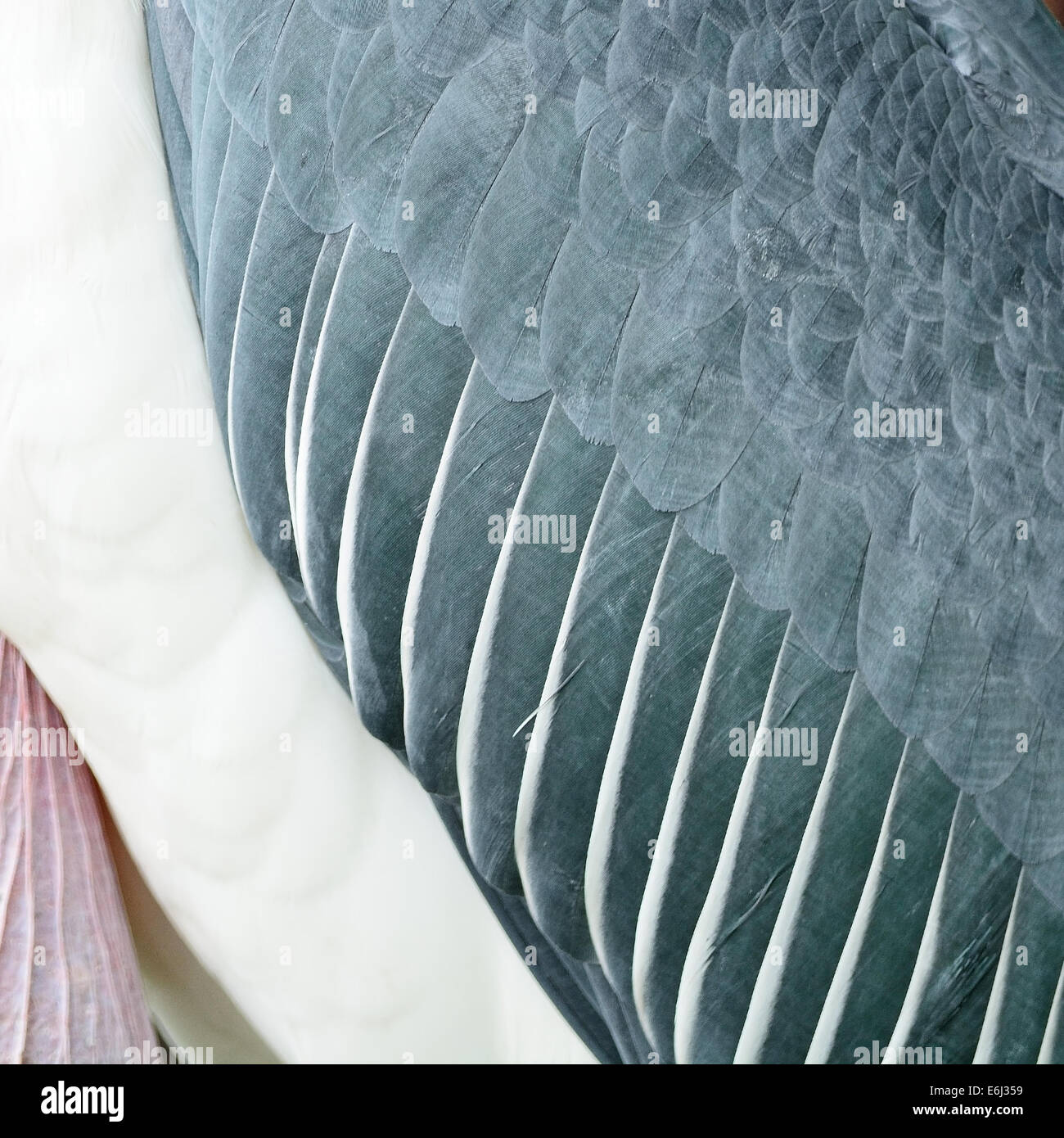 Texture di sfondo astratto, piume di Aiutante maggiore (Leptoptilos dubius) Foto Stock