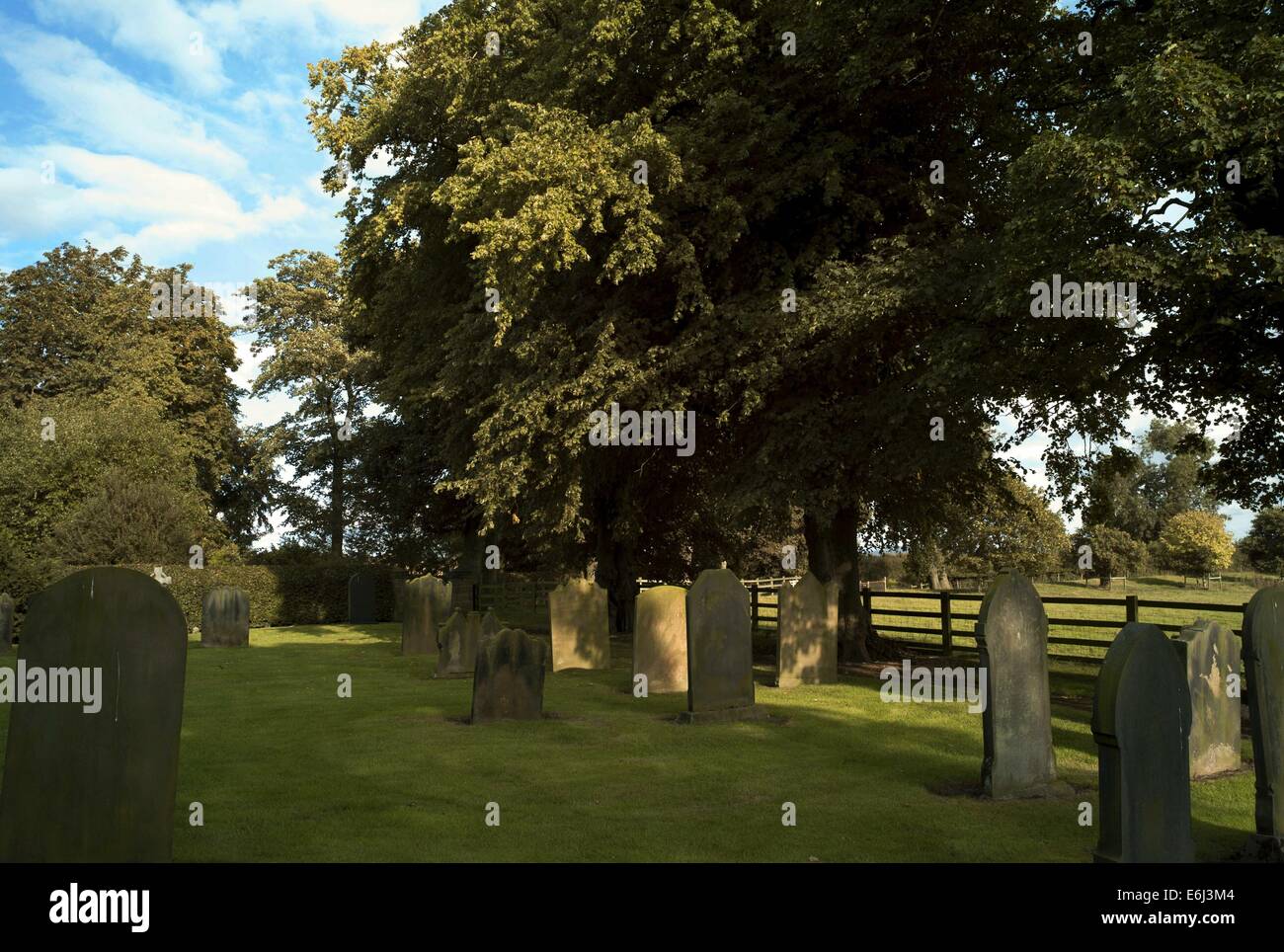 Birkby Chiesa mostra tombe e belle Yew alberi Foto Stock