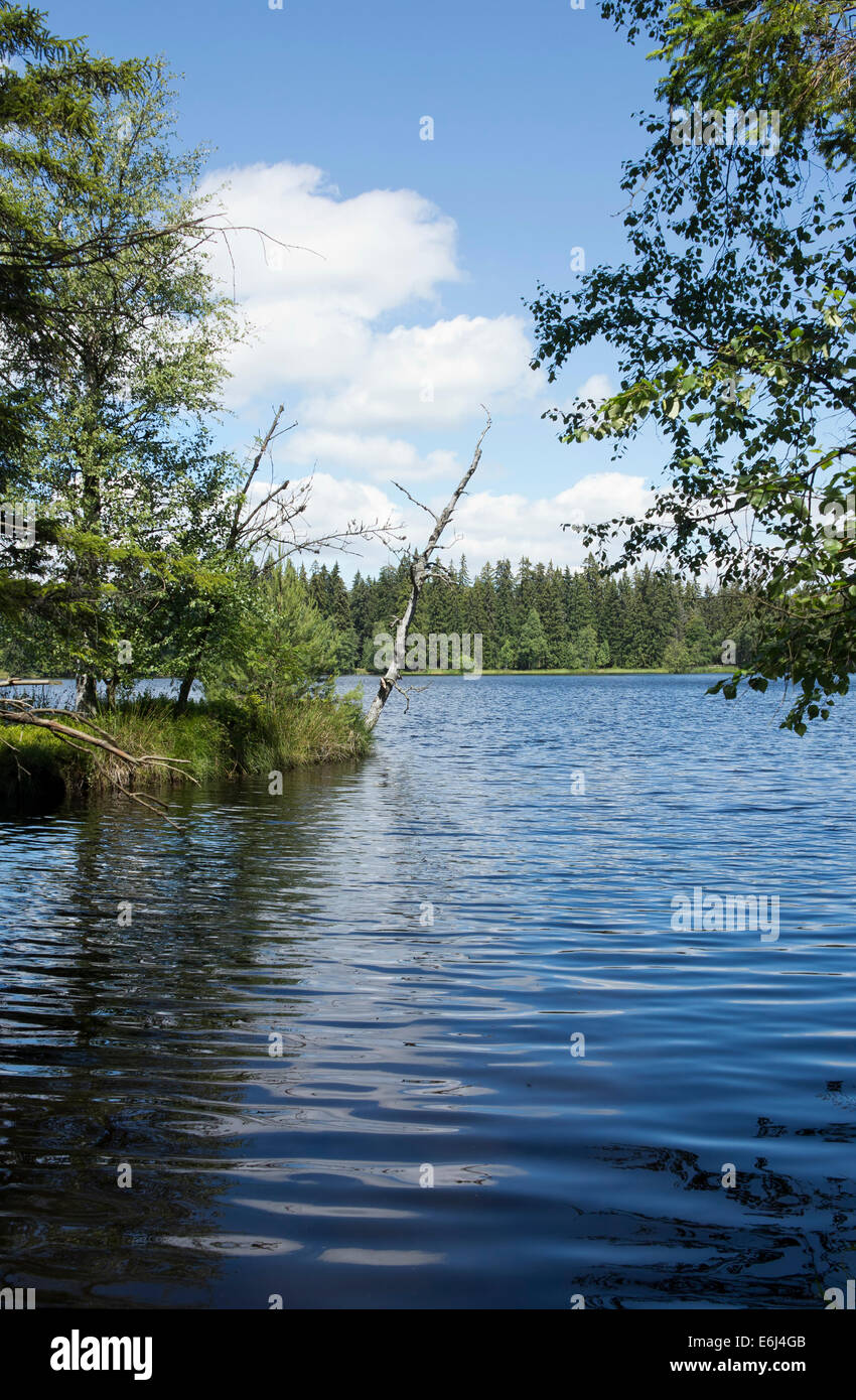 Kladska torbe (Glatzener Moor) - una riserva naturale nazionale in Slavkov boschi, Repubblica Ceca Foto Stock