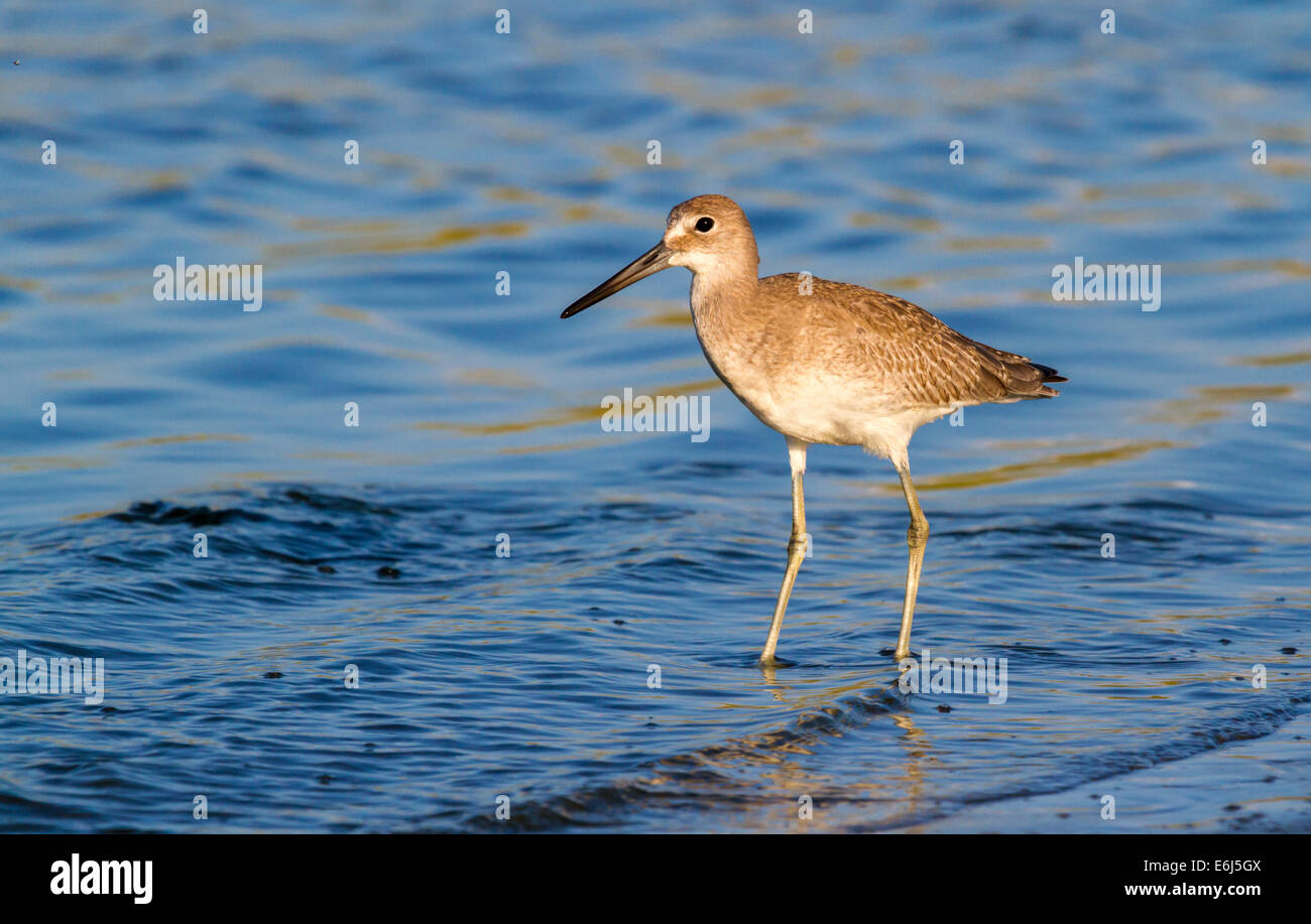 Willet (Tringa semipalmata) sulla spiaggia di mattina presto, Galveston, Texas, Stati Uniti d'America Foto Stock