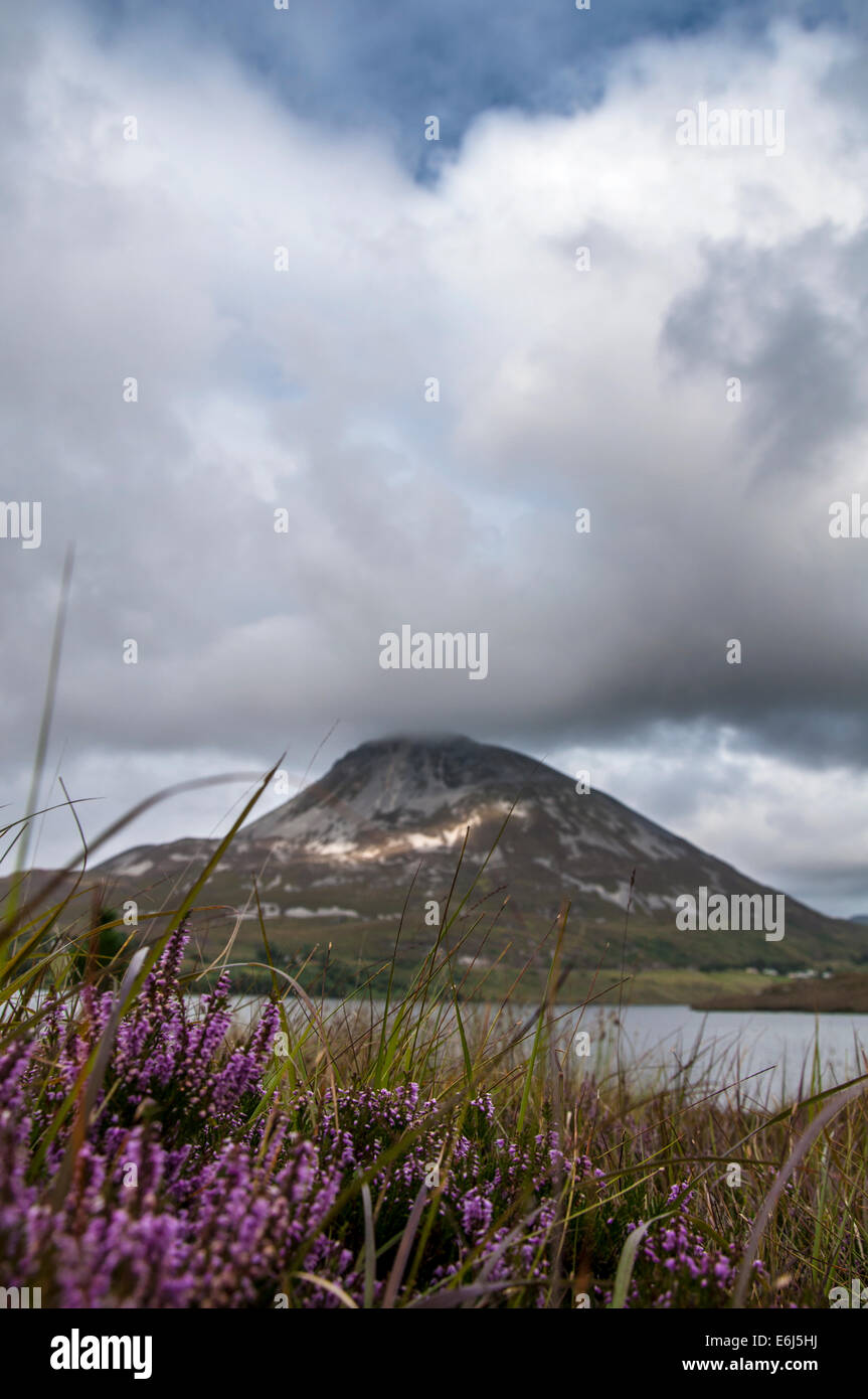 Blooming heather su bogland vicino a Mount Errigal County Donegal Irlanda Foto Stock