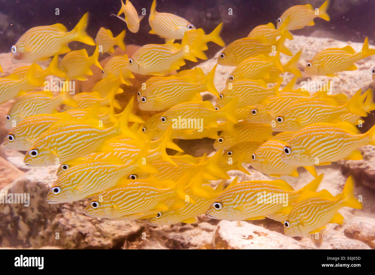Un gruppo di vivacemente colorato di giallo Grunt francese pesce resto vicino all'oceano pavimento vicino alla Basilica di San Giovanni Foto Stock