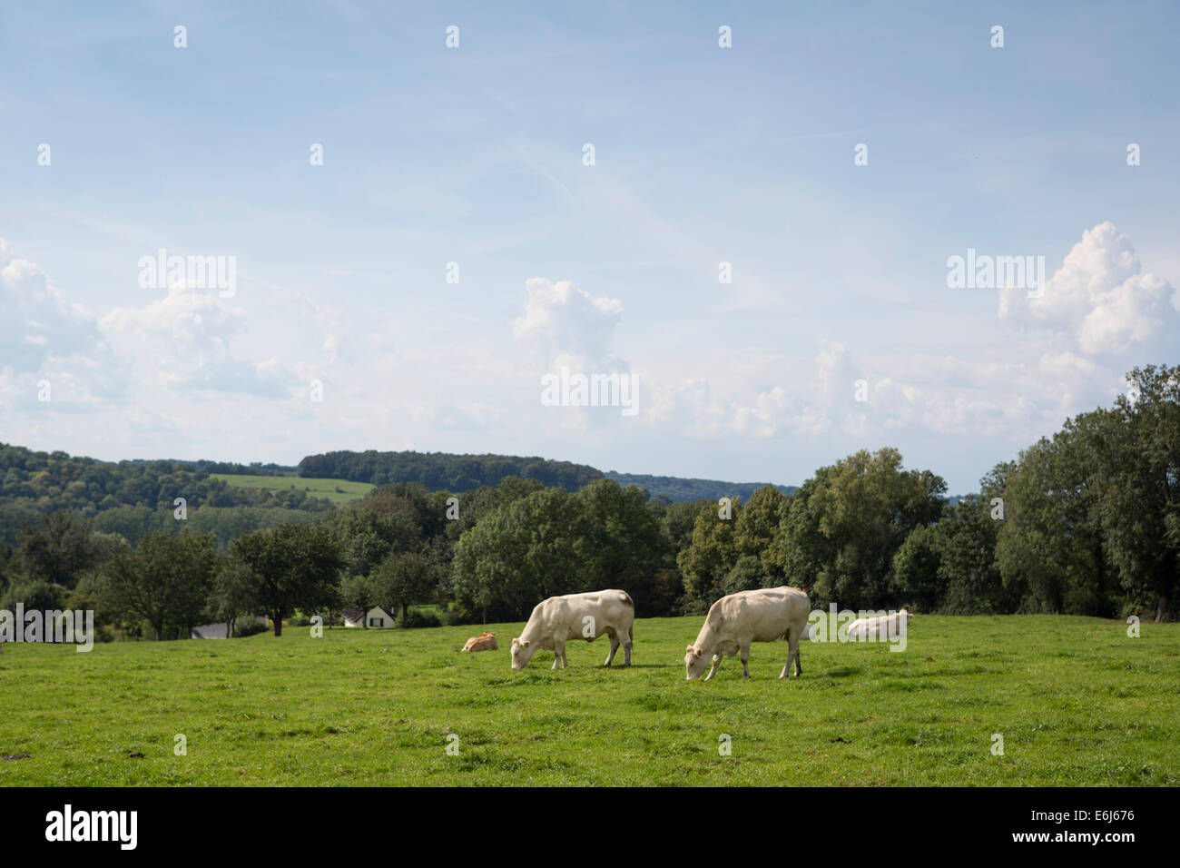 Blu belga le vacche in un paesaggio di colline in provincia te Noord-Limburg nei Paesi Bassi Foto Stock