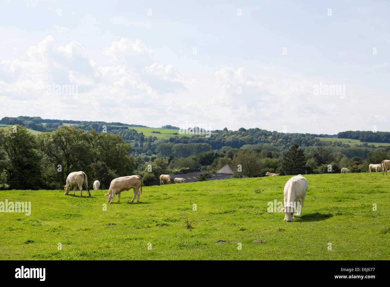 Blu belga le vacche in un paesaggio di colline in provincia te Noord-Limburg nei Paesi Bassi Foto Stock