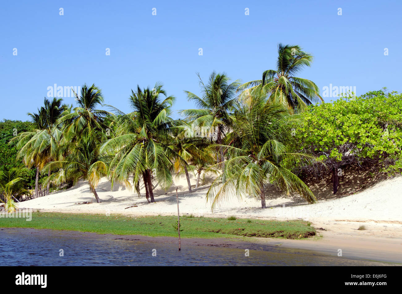 Bellissime palme e la spiaggia di Jericoacoara in Brasile Foto Stock