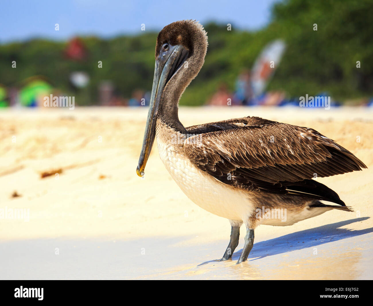 Bella brown pelican sulla spiaggia messicana in Playa del Carmen Foto Stock