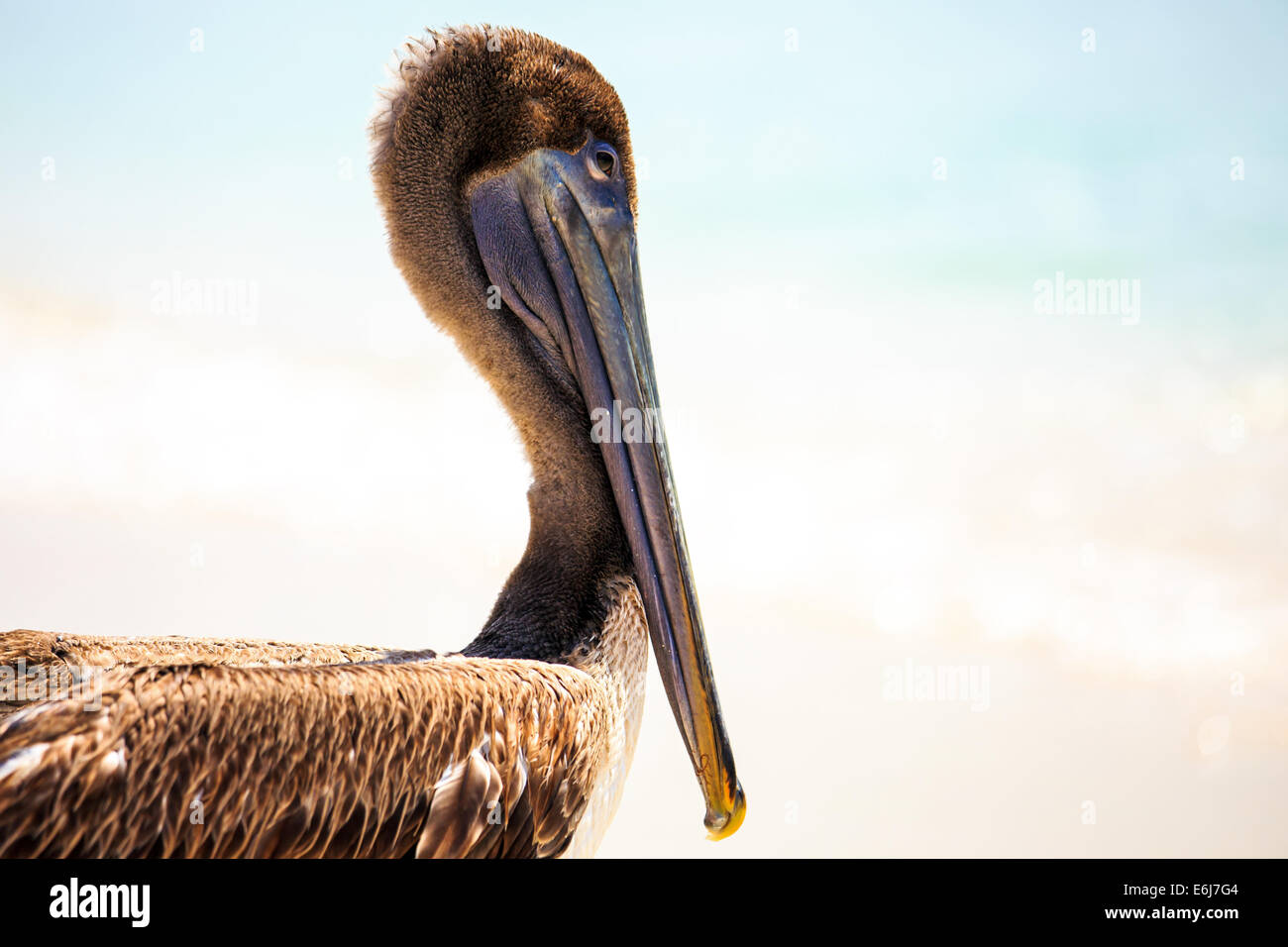 Bella brown pelican sulla spiaggia messicana in Playa del Carmen Foto Stock