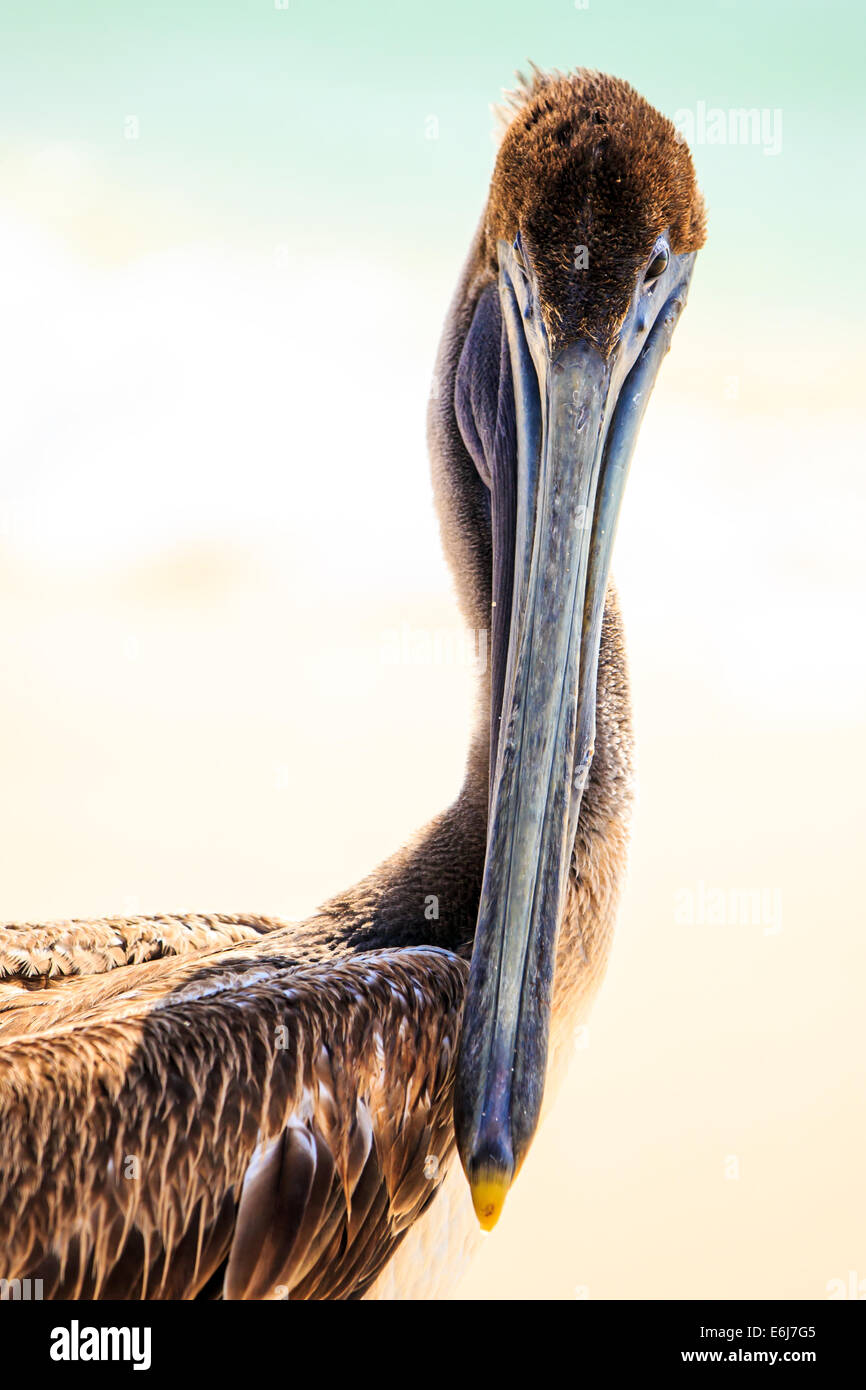 Bella brown pelican sulla spiaggia messicana in Playa del Carmen Foto Stock