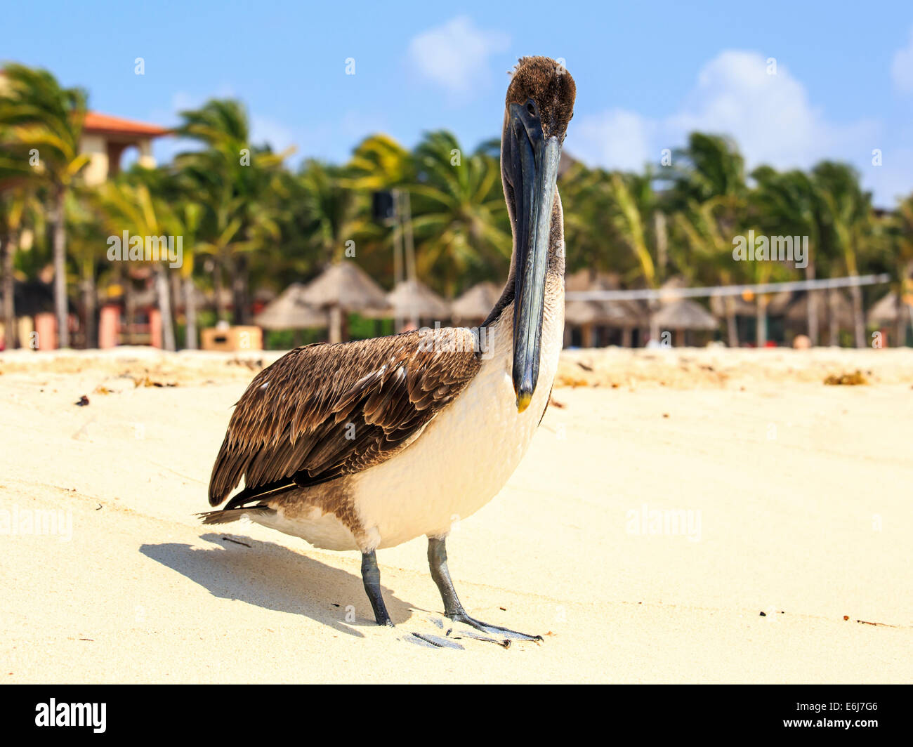 Bella brown pelican sulla spiaggia messicana in Playa del Carmen Foto Stock