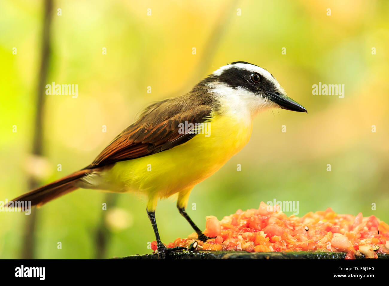 Ritratto di una bellissima Great Kiskadee bird in Messico Foto Stock