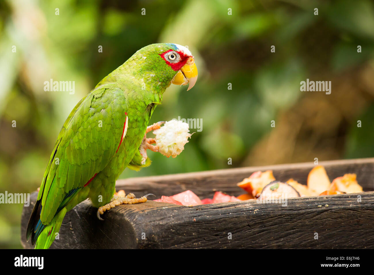 Ritratto di colorato di bianco pappagallo fronteggiata in Messico Foto Stock