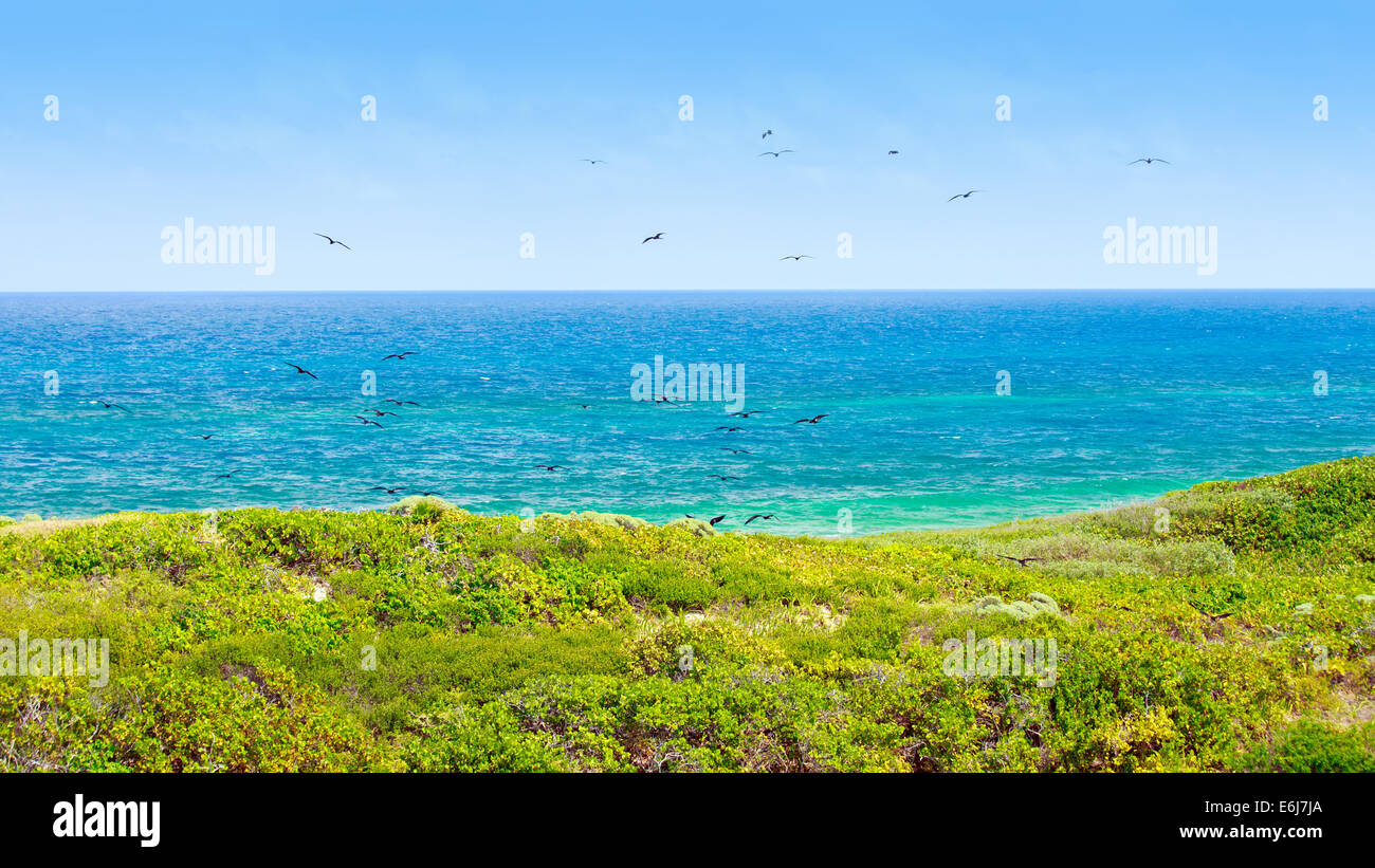Le fregate volando sopra la coloratissima isola Contoy, Messico Foto Stock