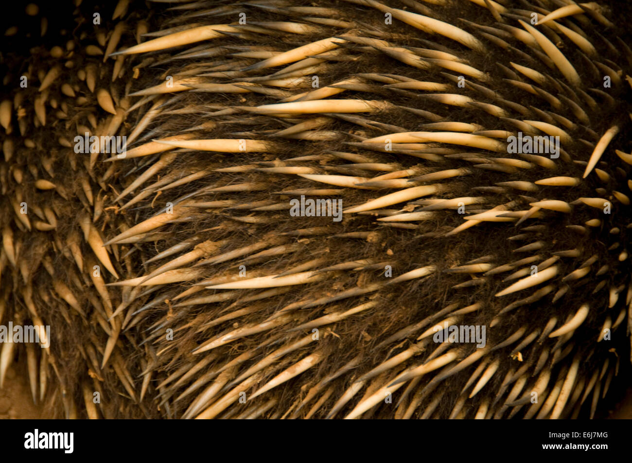 A breve dal naso a echidna (Tachyglossus illiger) pelliccia, lo Zoo di San Diego, il Balboa Park, San Diego, California Foto Stock