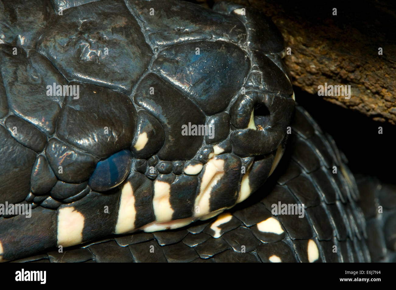 Boelan di python (Morelia boelani), lo Zoo di San Diego, il Balboa Park, San Diego, California Foto Stock