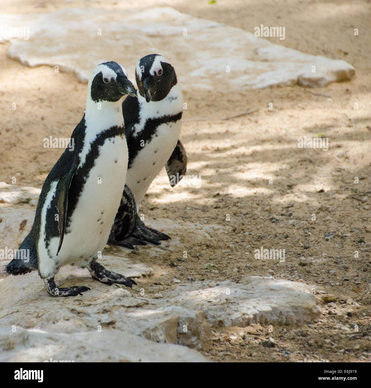 Relazione pinguino immagini e fotografie stock ad alta risoluzione - Alamy