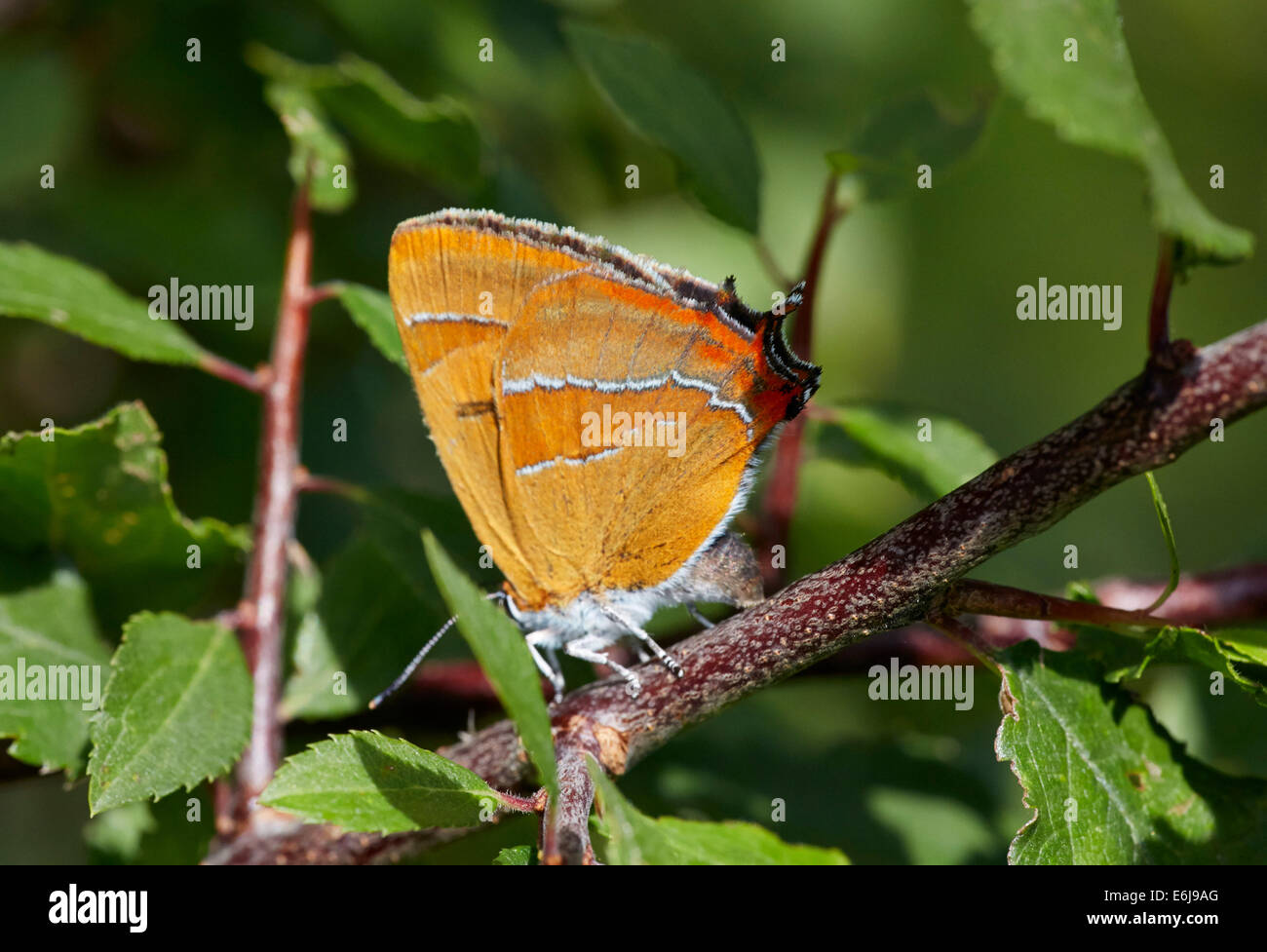 Brown Hairstreak butterfly uovo che posa su Prugnolo. Steyning Tiro con la carabina, Steyning, Sussex, Inghilterra. Foto Stock