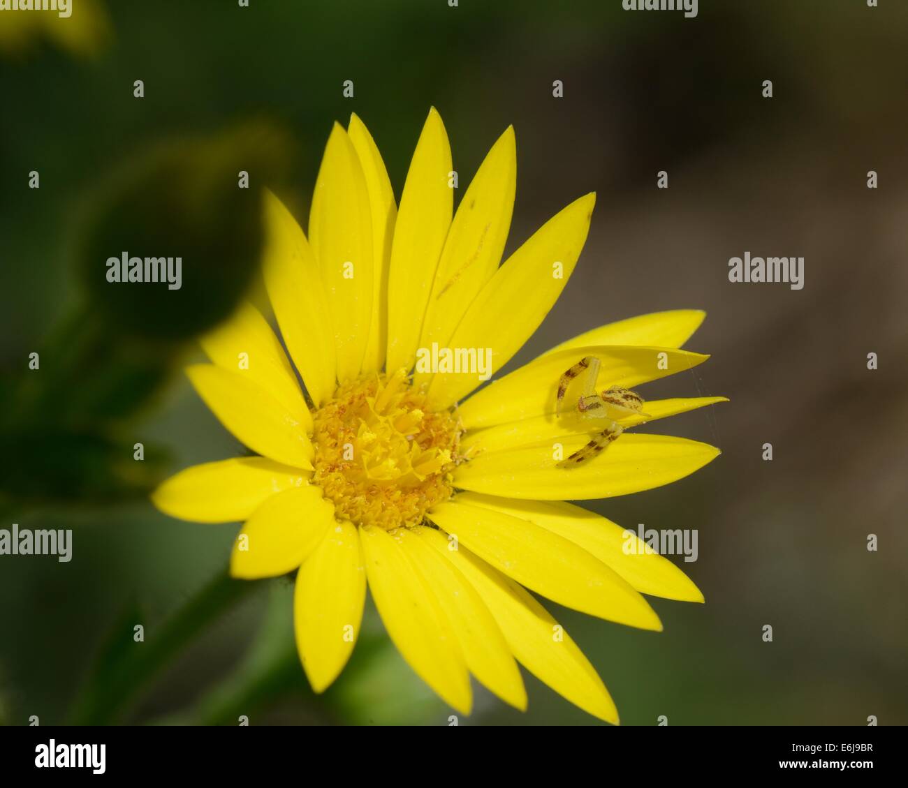 Assonnato Daisy (Xanthisma texanum) con un ragno granchio Foto Stock