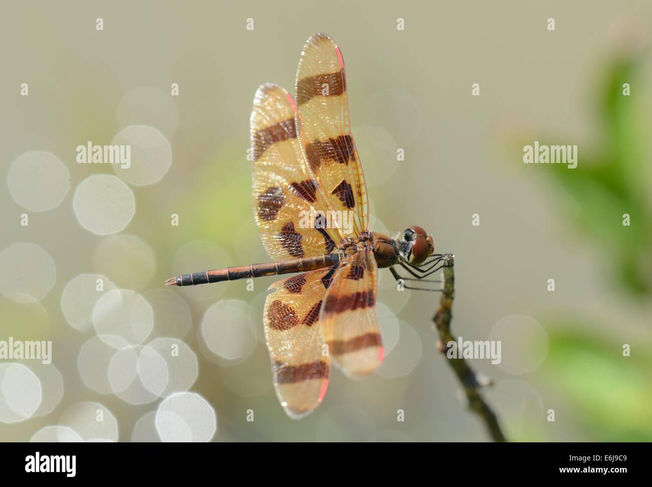 Halloween Pennant poggiante su un ramoscello sopra un laghetto Foto Stock