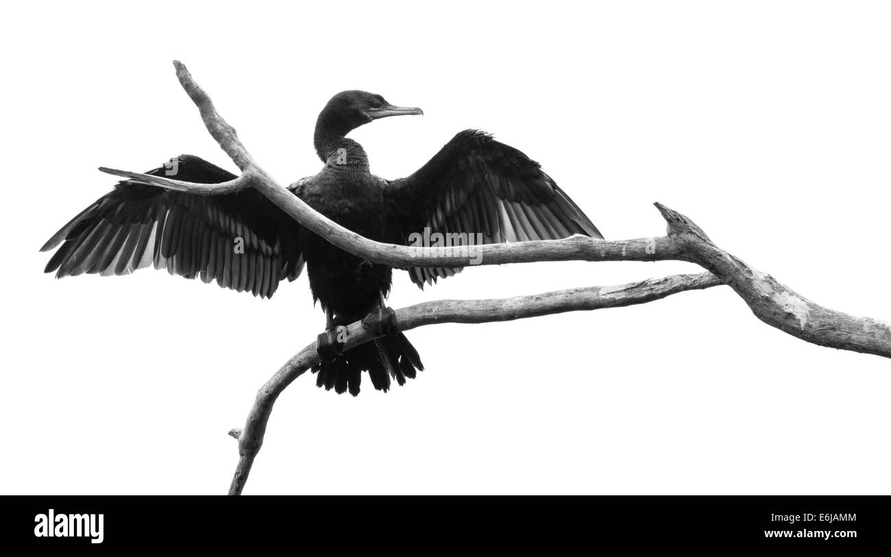 Peruviano cormorano (Phalacrocorax brasilianus). Foto Stock