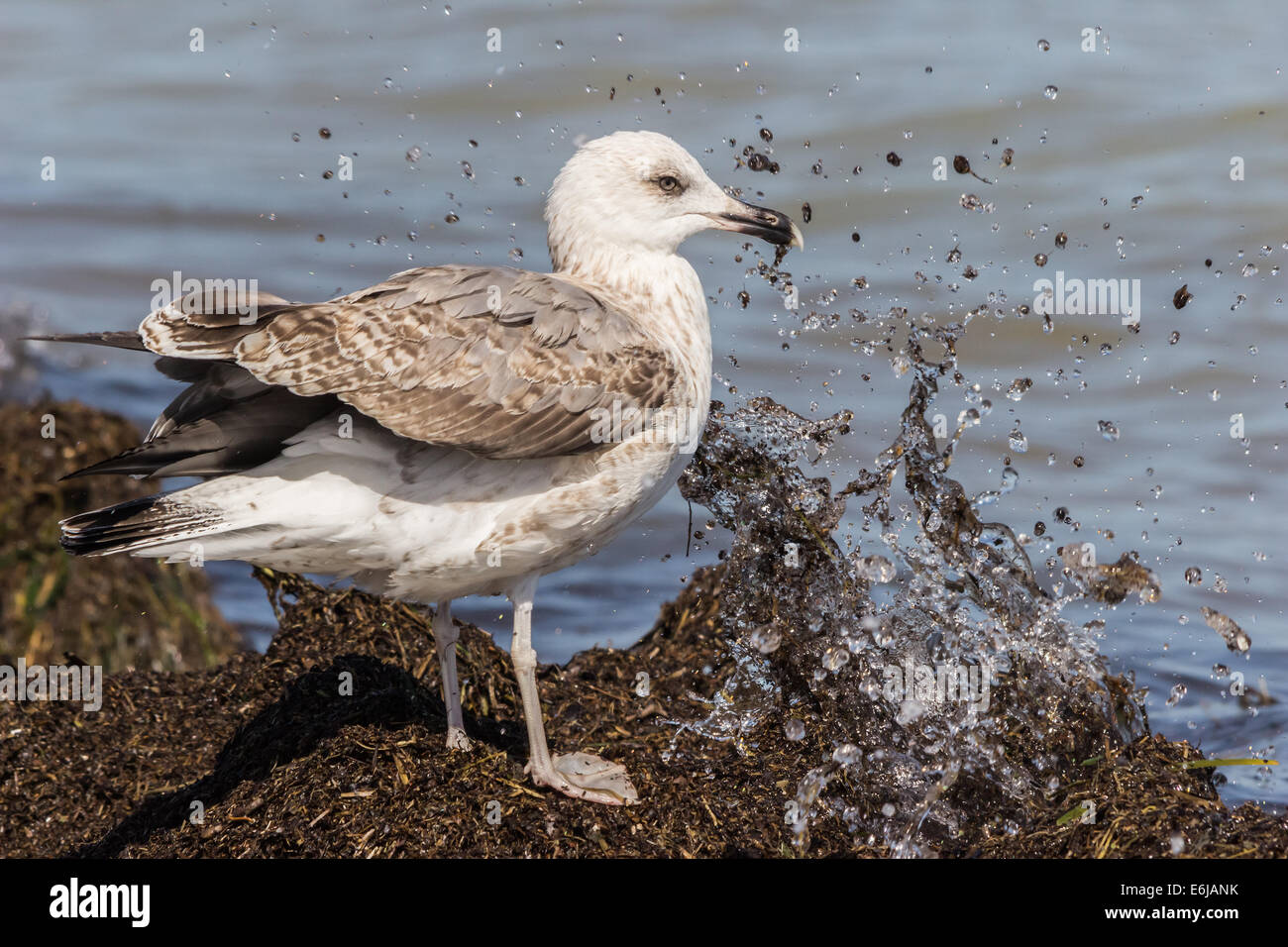 Giovani aringhe gabbiano Foto Stock