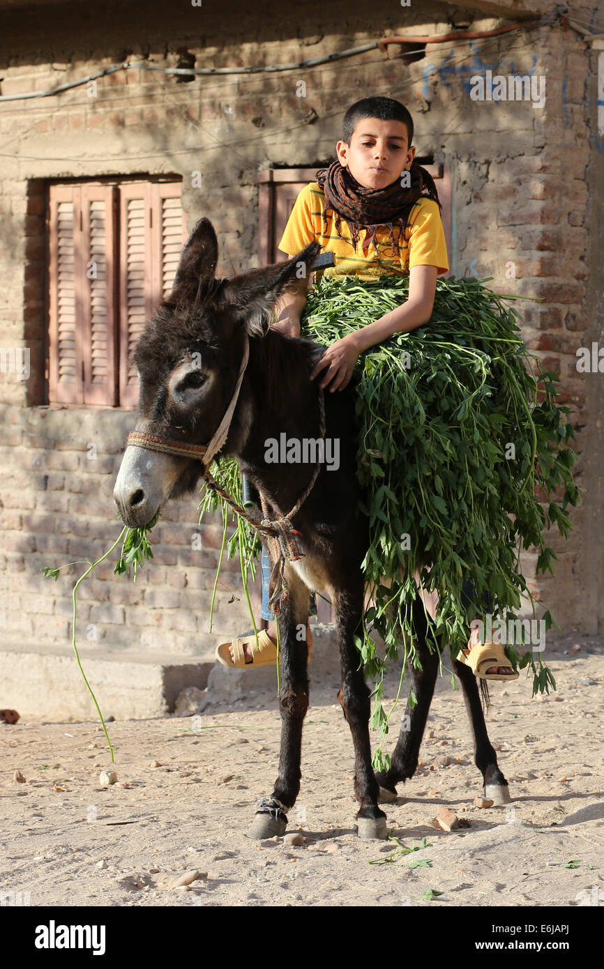 Il ragazzo si siede su un asino con il trifoglio come alimentazione animale, vicino Asyut, Egitto Foto Stock