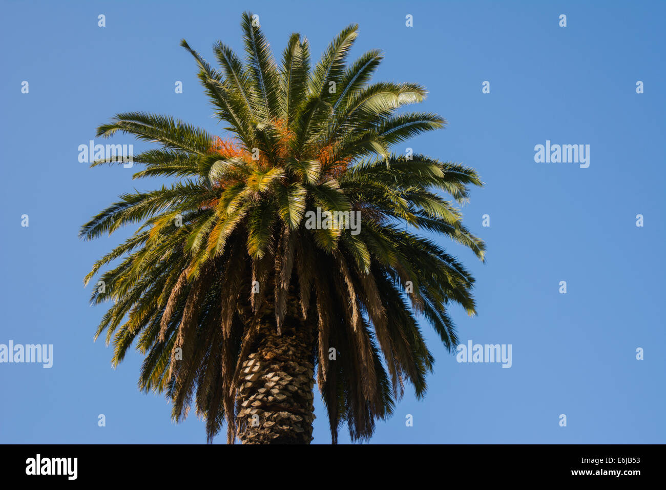 Palm Tree Foto Stock