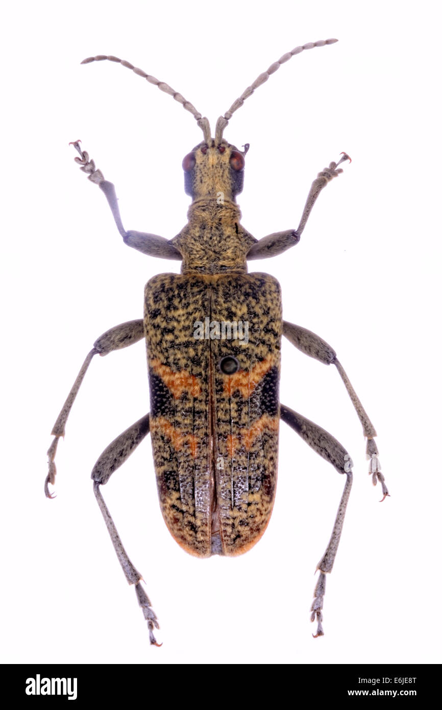 Pino nervata Borer (Rhagium inquisitore). Le larve di questa specie di gallerie del foro in morto o alberi danneggiati. Foto Stock