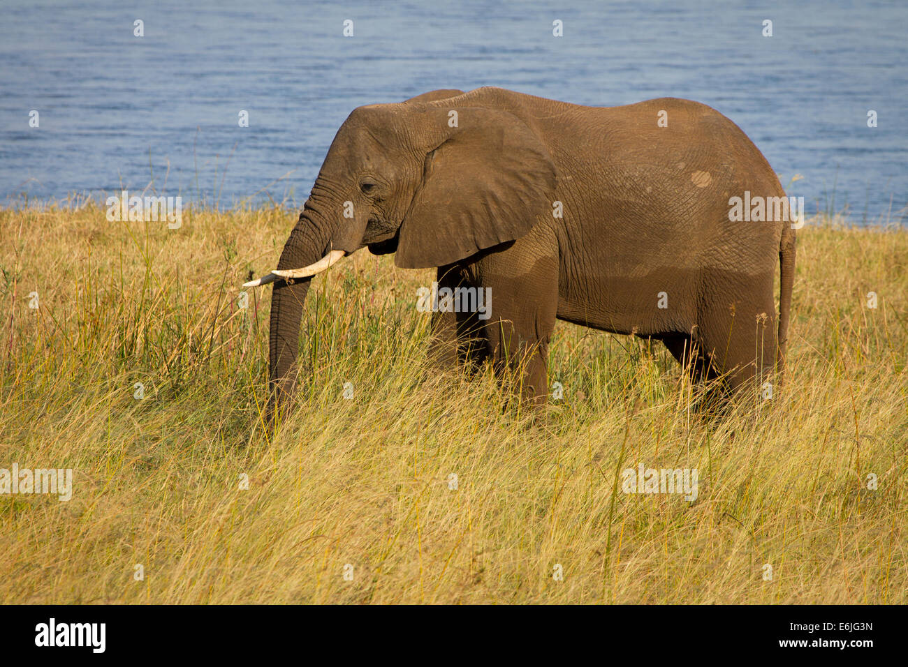 Un elefante solitario mangiare erba, Zambezi River Foto Stock