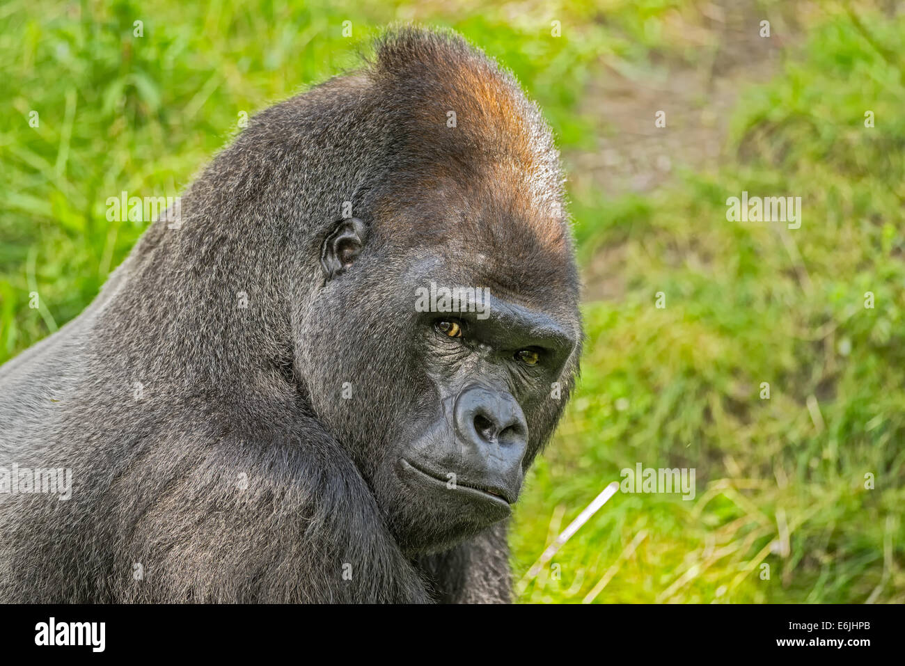 Ritratto di una grande pianura occidentale gorilla Foto Stock