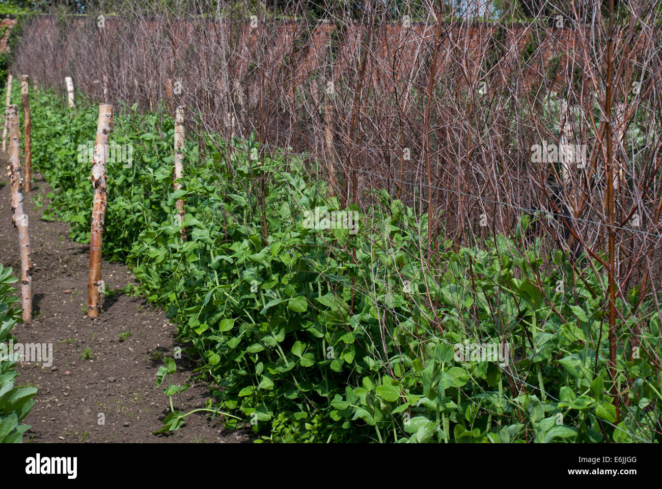 Giardino piselli essendo cresciuto in una patch vegetale Foto Stock