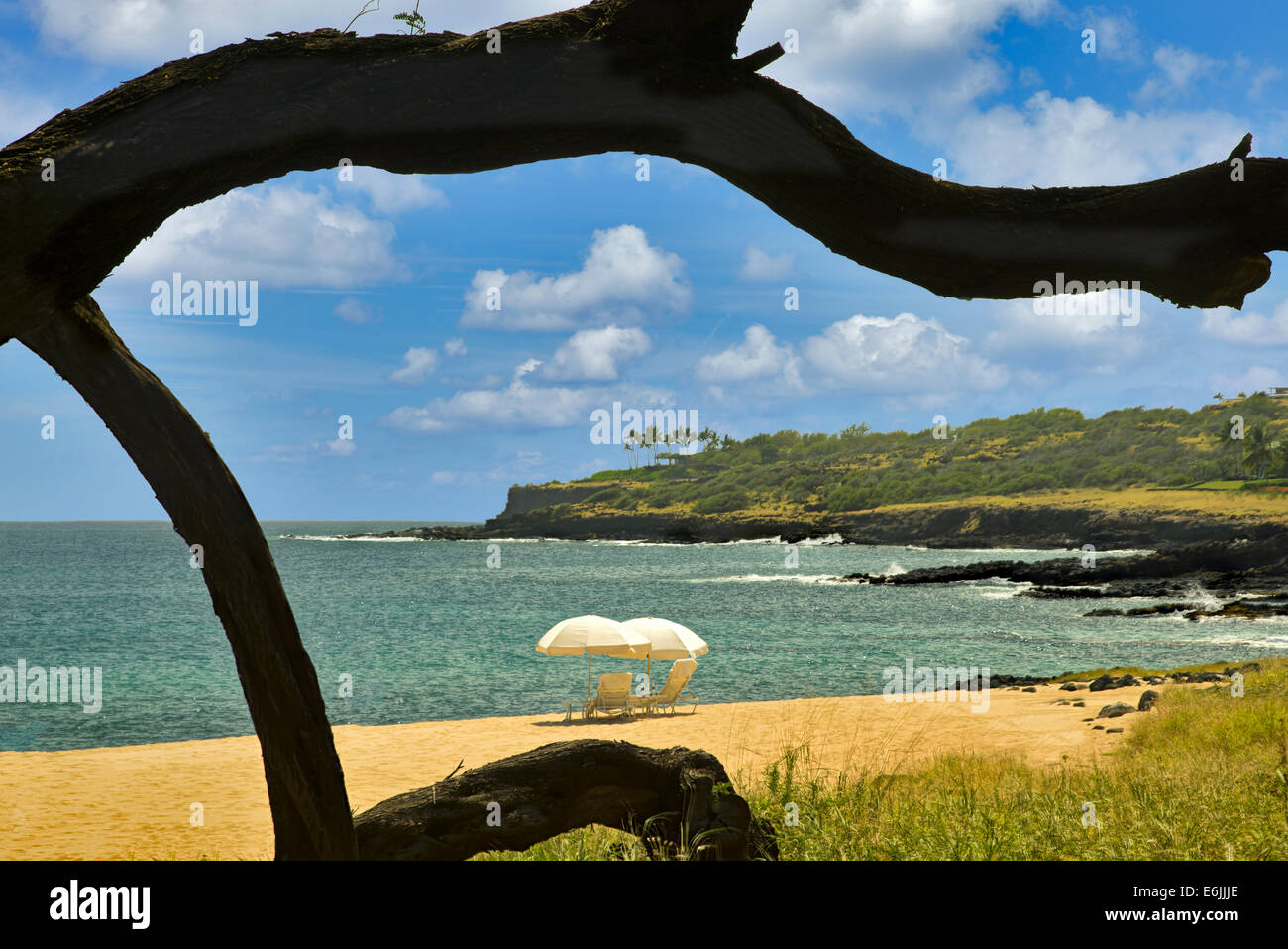 Ombrellone e ramo di albero. Spiaggia di Four Seasons, Lanai, Hawaii. Foto Stock