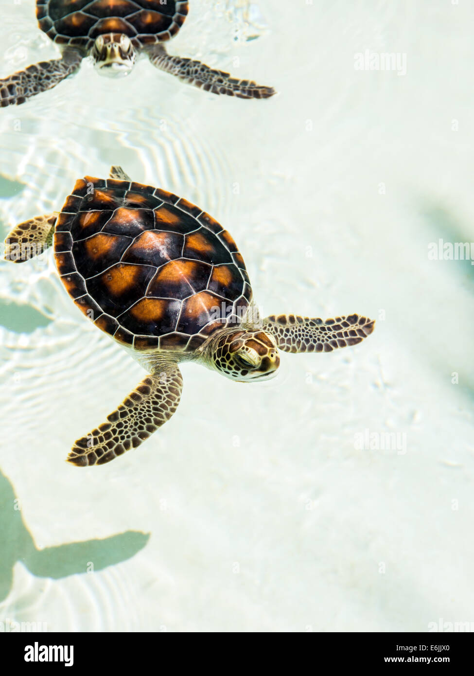 Carino in pericolo le tartarughe Baby nuoto in acque cristalline Foto Stock