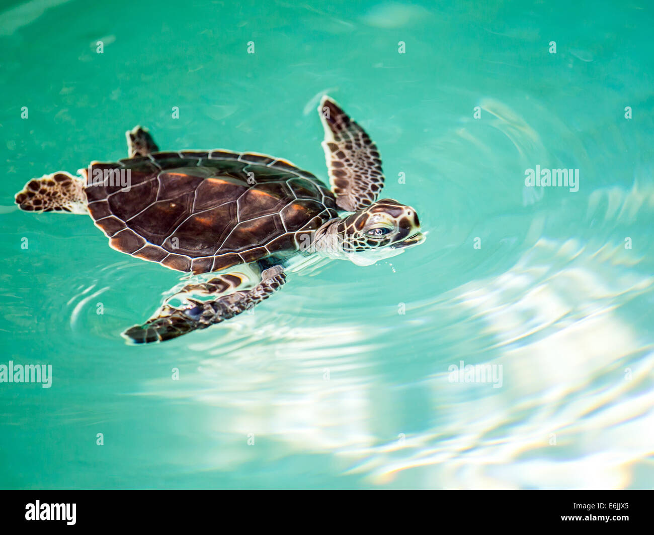 Carino minacciate tartaruga Baby nuoto in acque turchesi Foto Stock