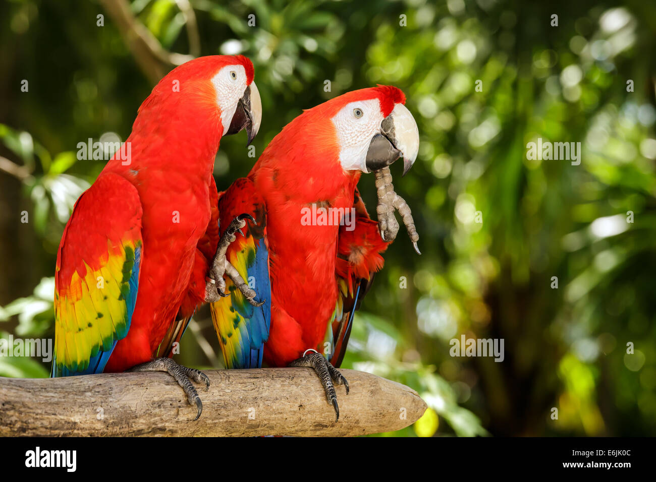 Ritratto di coloratissimi Scarlet Macaw pappagalli in Messico Foto Stock