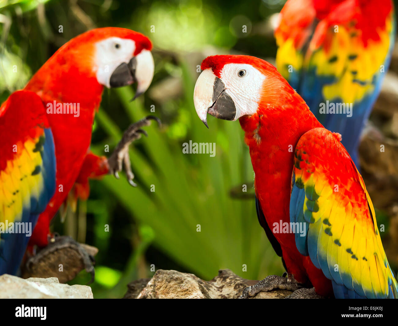 Ritratto di coloratissimi Scarlet Macaw pappagalli in Messico Foto Stock