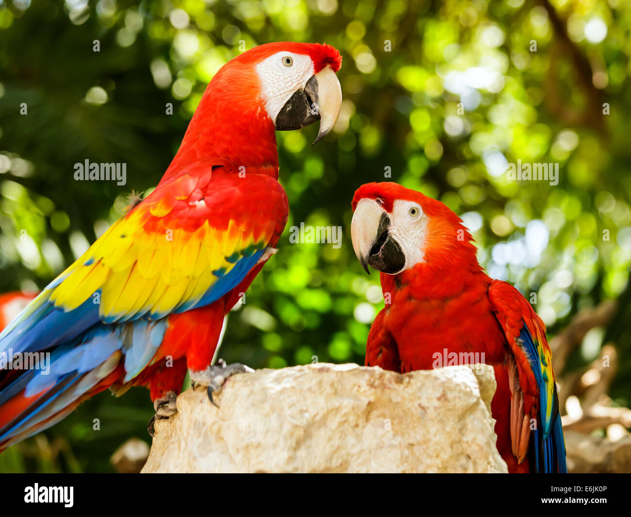 Ritratto di coloratissimi Scarlet Macaw pappagalli in Messico Foto Stock
