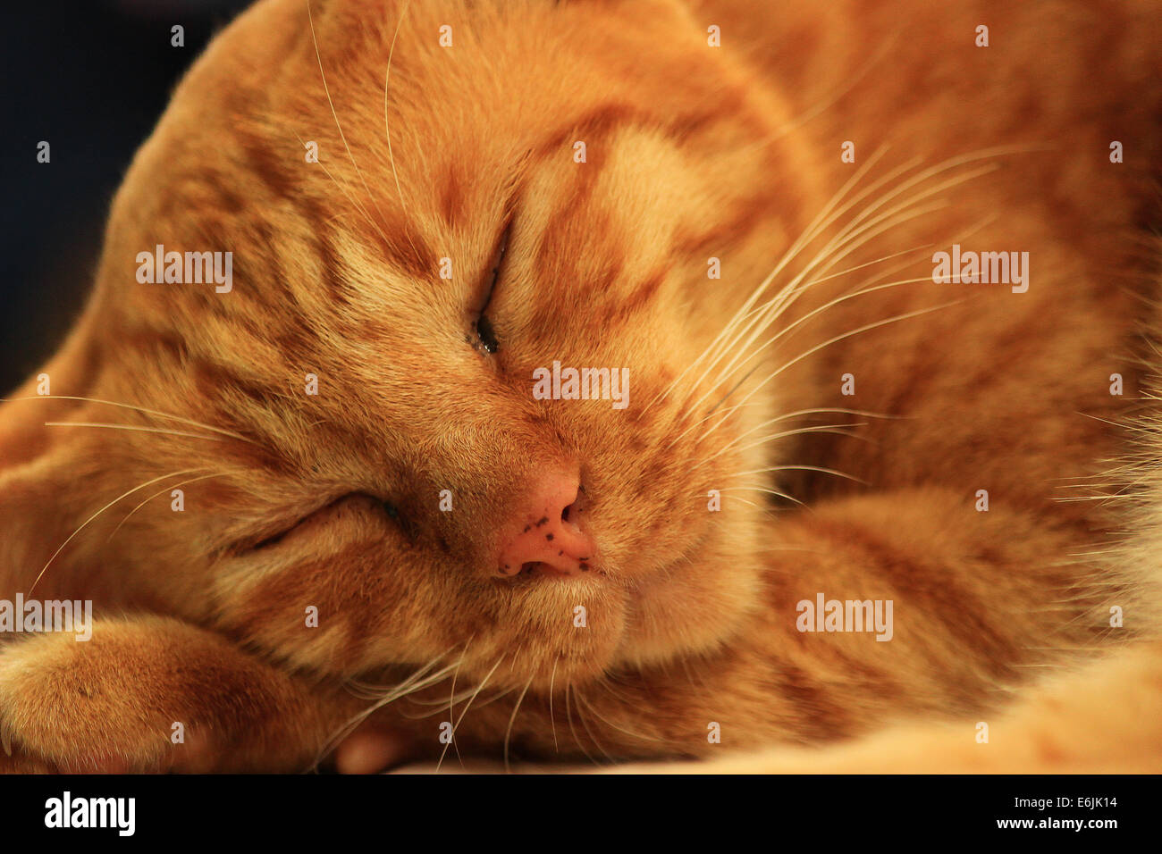 Primo piano di un grazioso redhead sleeping gattino Foto Stock