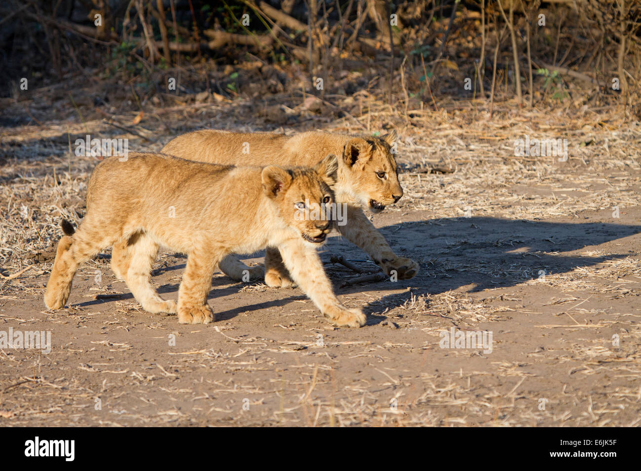 Due lion cubs Camminando fianco a fianco Foto Stock
