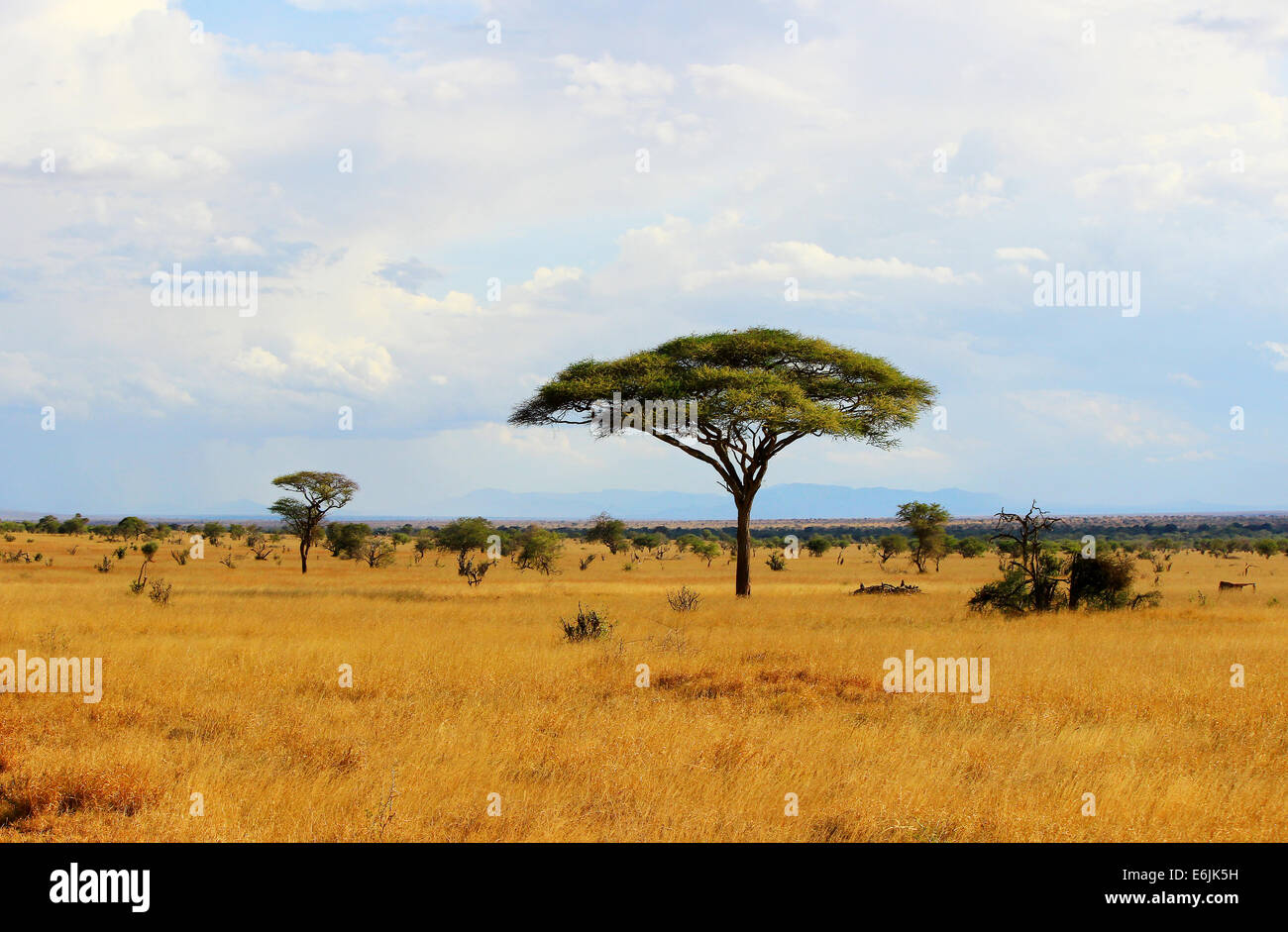 Savana Africana paesaggio nel Parco di Tsavo , Kenya Foto Stock