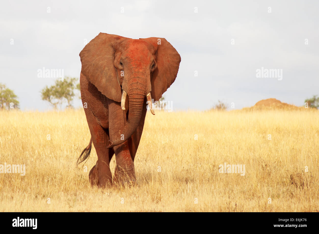 Vista frontale di elefante rosso nel Parco di Tsavo, Kenya Foto Stock