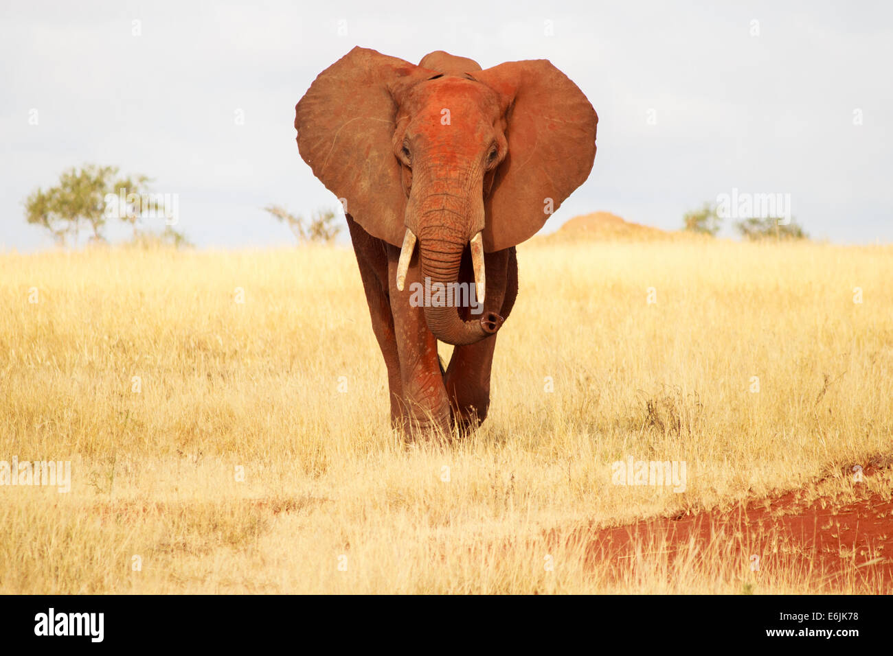 Vista frontale di elefante rosso nel Parco di Tsavo, Kenya Foto Stock