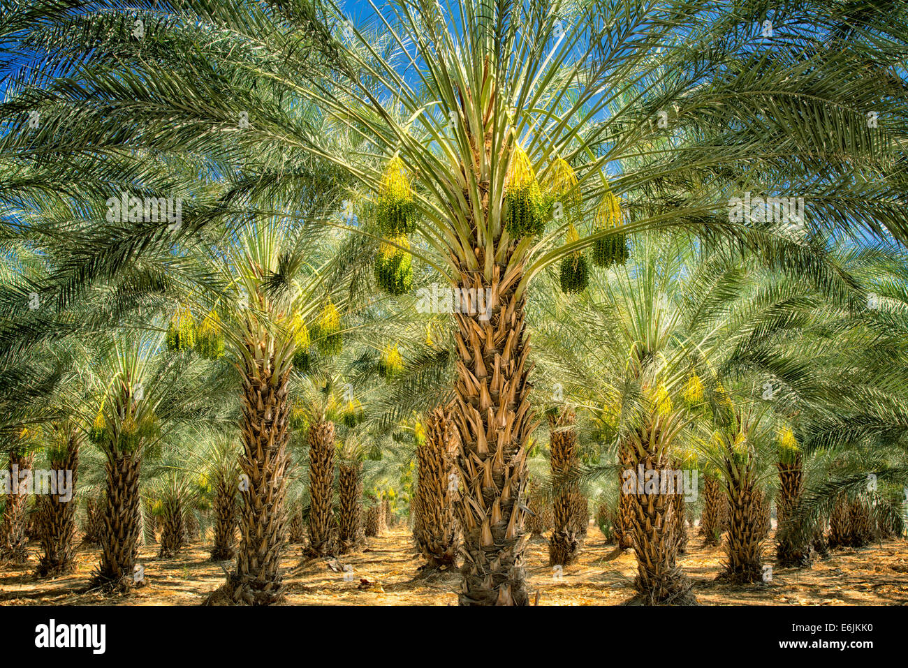 Data la struttura Palm Tree orchard con la maturazione dei frutti. Indio, California Foto Stock